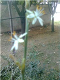 cvijet klorofituma